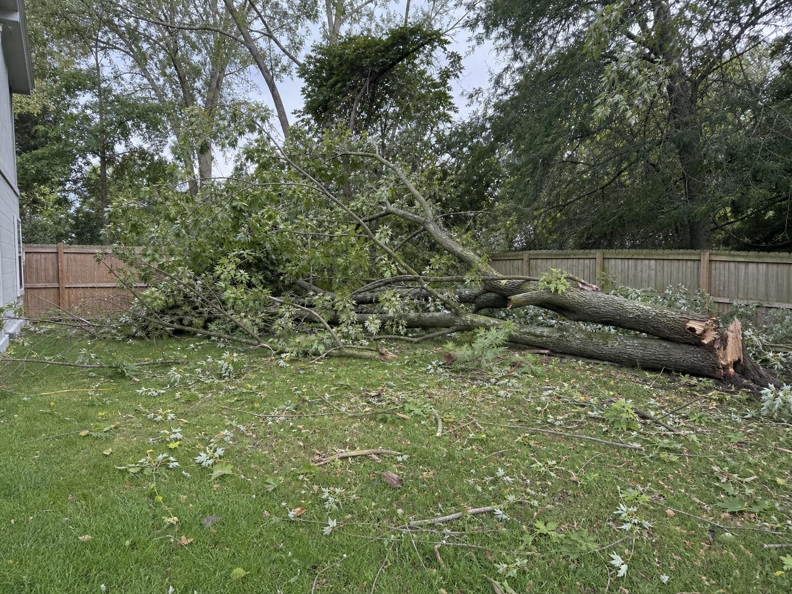 Storm-fallen tree removal & yard cleanup - before